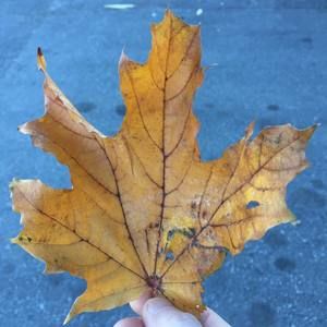 Meet your Posher, Aston